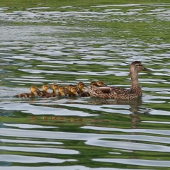 Q&A with Soryu Forall