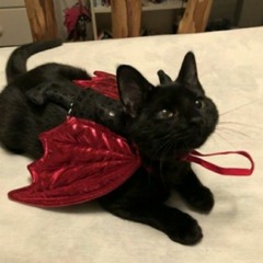 I think I like it (sped up) - Fake blood