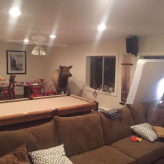 Elyk - Vicinity Error