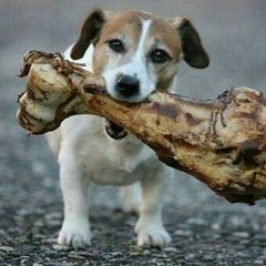 смотрите собака