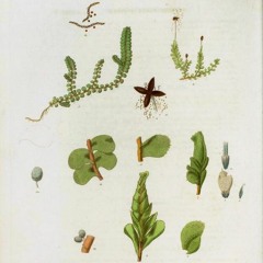 HK_Fantaisies_tracks_338