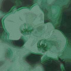 withering orchid