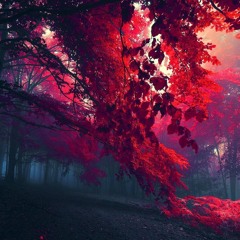 Chill In The Forest