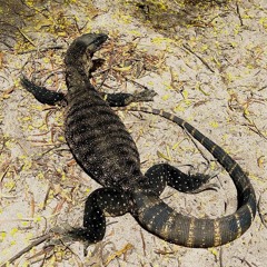 goanna saved us for ever