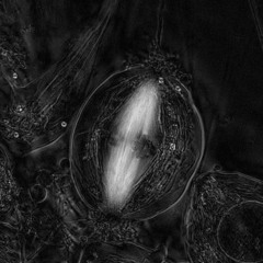 Remutation III (for orchestra & electronics) | 2019