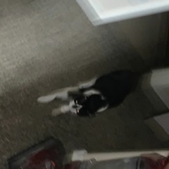 Tempe Hates You (DEMO)