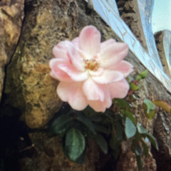 MonclerMönch - Blüte