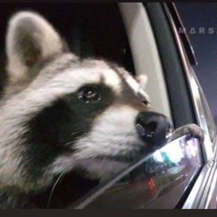 🦝💵