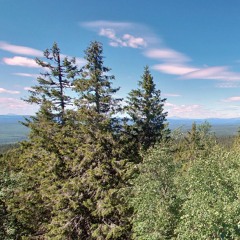 Begging calls of three-toed woodpeckers