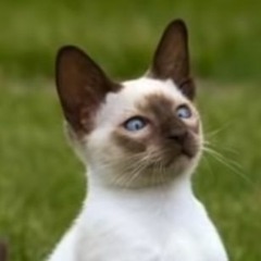 Everybody Tryna (Prod. Snoots Beats)