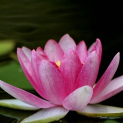 FLOR DAS AGUAS. CANCIÓN DE MEDICINA DEL MAESTRO IRINEU, SANTO DAIME. INTERPRETADA POR ALEX Y FABY