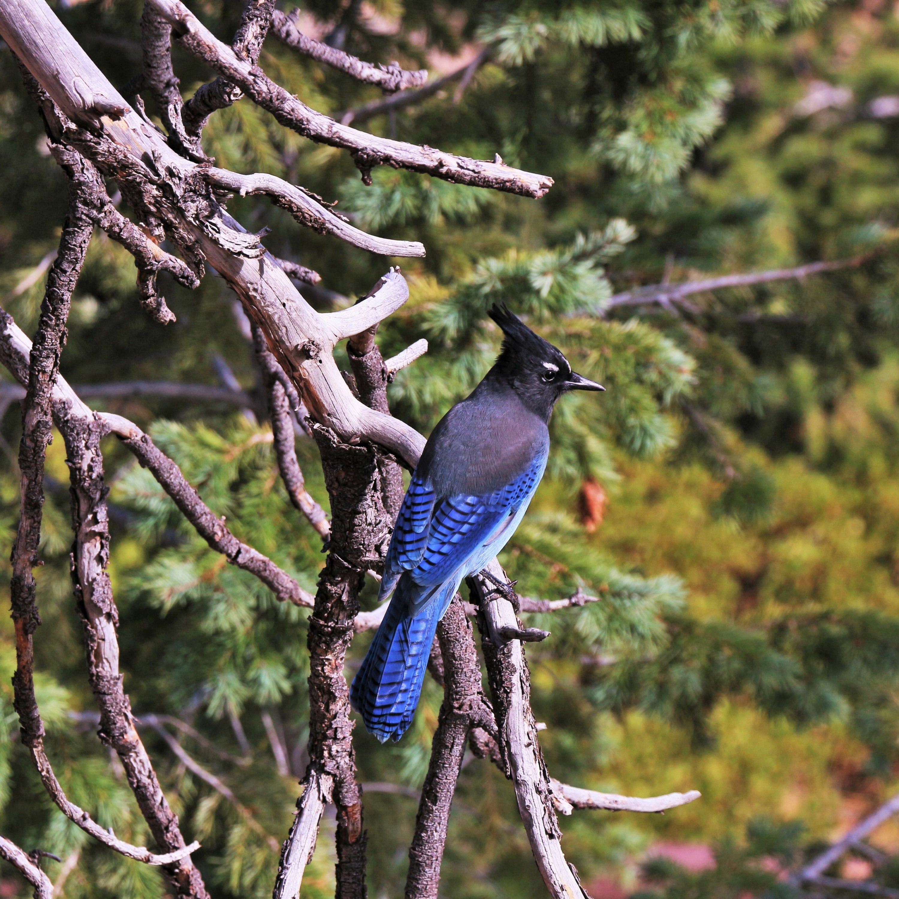 The annual Audubon bird count is a feat of citizen science. Plus, the Weekly News Reel! episode artwork