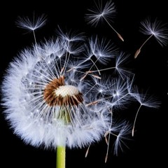 The Dandelion Dance