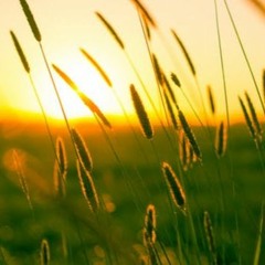 Firefl!es - Dayspring