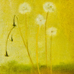 Dandelions