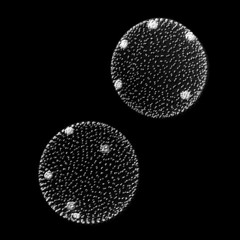 White Algae (Jamuary 4)