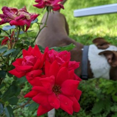 euphoria [prod. WestVally]