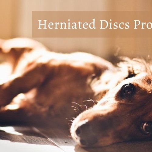 Stream episode Possible Treatment For Herniated Disc in Dogs by Florida