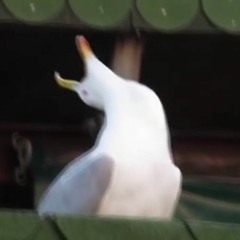 seagull.
