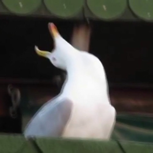seagull.
