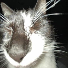 GXNGSTXS PXRXDISE (BLAxKE Remix)