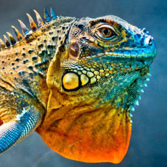 Reptile Groove