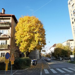 Technicoloured Sundays #2 Melodics