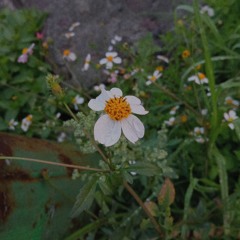Mal Waldron-left alone (loop mal hecho)