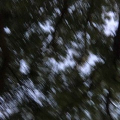 checkitout - mt. fujitive