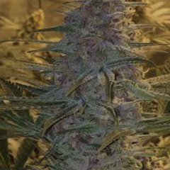 BLACKCHERRYPIE ²⁰²³