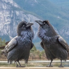 Colin Hay - I Just Don't Think I'll Ever Get Over You (Cover)