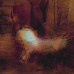 that robin is a wizard_20230403