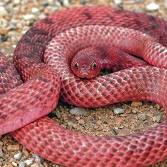 Blatt - Young Khaos  X Von2x X Keeco