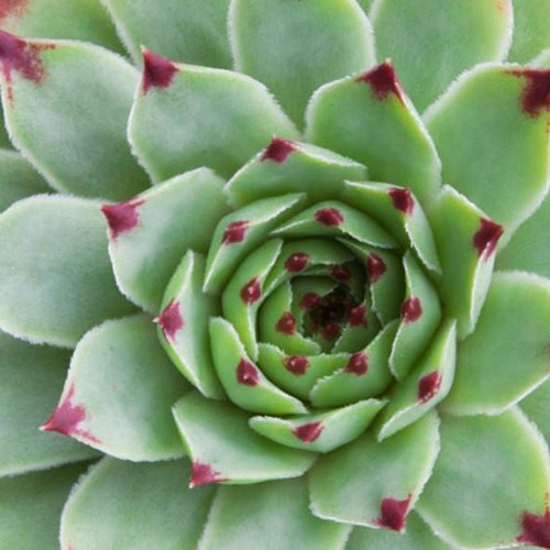 noram x T.R.T - sat 2