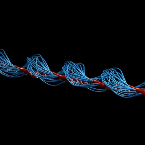 The Beautiful Spirals Of Sperm Cells On The Move