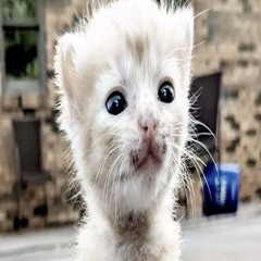 капcайз анрелизы снипеты