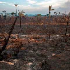 The Amazon Is Burning