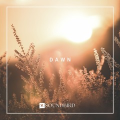 Dawn