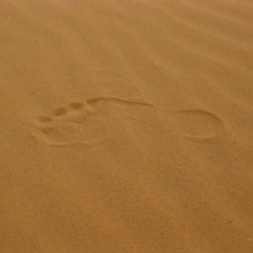 Two Kinds of Fear (Rabbi Sacks on Shelach Lecha, Covenant & Conversation)