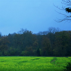 Field