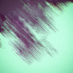 STBB955 _ferment