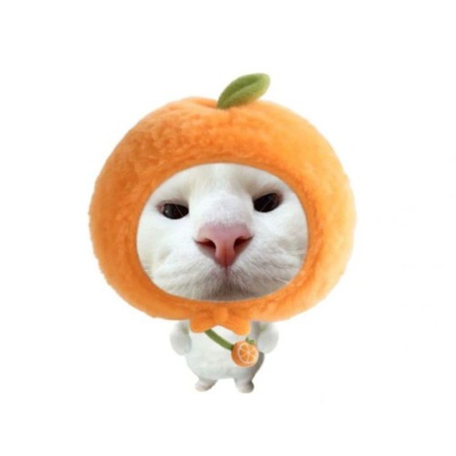 Nhạc Tẩm Đá | NgTh.