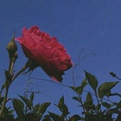 FIGURE.31 (BACK IN THE DAY 1996)