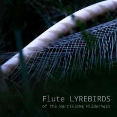 New Album: Flute Lyrebirds of the Werrikimbe Wilderness