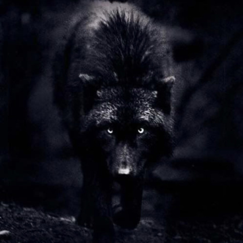 Stream Lone Wolf by Big Z | Listen online for free on SoundCloud