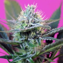 Medical Seeds for sale