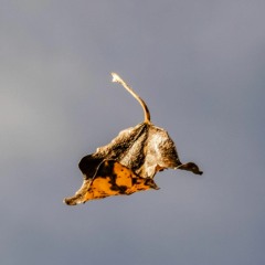 Leaf In The Sky Feat. Barry Kingsbeer