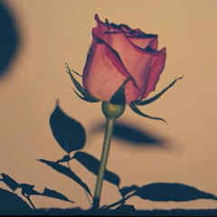 Gül Pembe — Melodic House Tribute to Barış Manço | Algorhythm Music