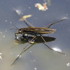 2022 day 14 : GERRIDAE