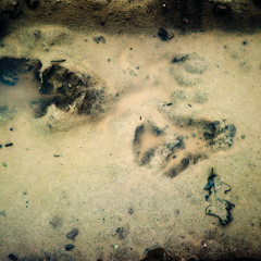 Corpo Minore (Akiko Kiyama Remix)